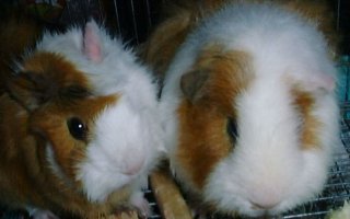 �R�����ƃ|�����ł�